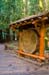 MuirWoodsTreeRings3871