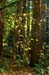 MuirWoodsUnderstory3869
