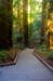 MuirWoodsWalkway3964