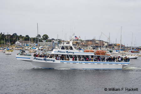 WhaleWatchMonterey1201