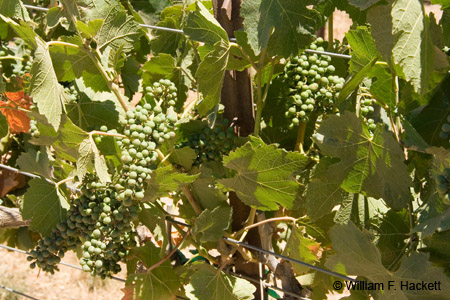 GrapesAndVinesJul1744