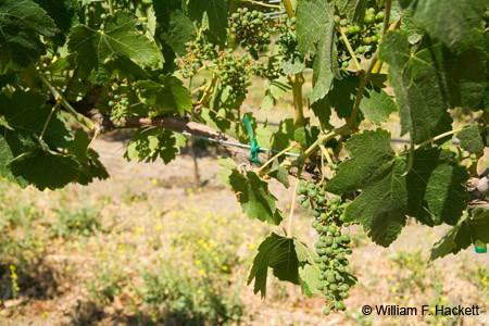 GrapesTeslaRdJun1583