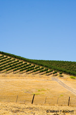 HilltopVineyard1898