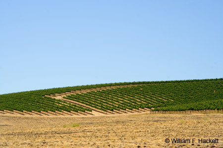 HilltopVineyard1908