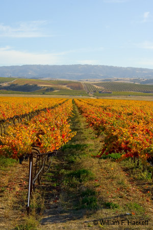 LivermoreVinesOct4709