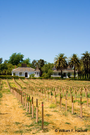 RavenswoodNewVines1690