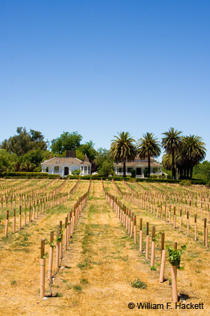 RavenswoodNewVines1693