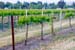 LivermoreVinesApr0755