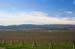 LivermoreVinesFeb0007