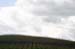 LivermoreVinesFeb0140