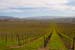 LivermoreVinesFeb0393