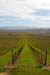 LivermoreVinesFeb0404