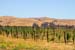 LivermoreVinesJul1704