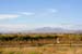 LivermoreVinesOct4595