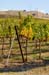 LivermoreVinesOct4608