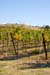 LivermoreVinesOct4610