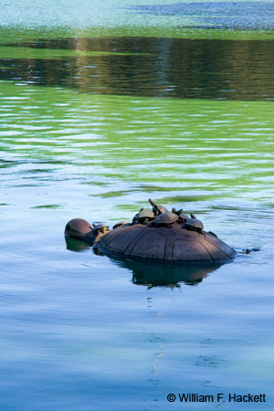 TurtlesGGPark4838
