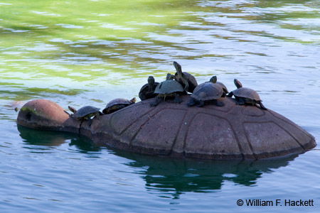 TurtlesGGPark4851