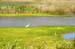 EgretLimantourBeach2631