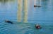 OttersMossLanding3048