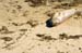 SanSimeonElephantSeal2422