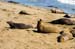 SanSimeonElephantSeal2434