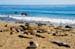 SanSimeonElephantSeal2444