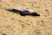 SanSimeonElephantSeal2456