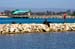 SeaLionsMossLanding3185