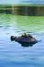TurtlesGGPark4838