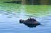 TurtlesGGPark4841