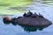TurtlesGGPark4851